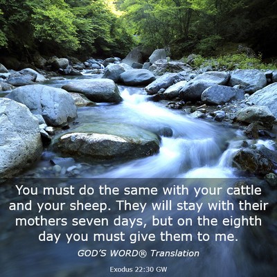 Picture 03 - Exodus 22:30 GW - You must do the same with your cattle and your - Bible Verse Picture