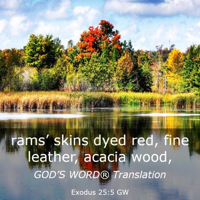 Picture 03 - Exodus 25:5 GW - rams’ skins dyed red, fine leather, acacia - Bible Verse Picture