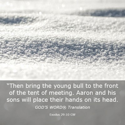 Picture 03 - Exodus 29:10 GW - “Then bring the young bull to the front of the - Bible Verse Picture