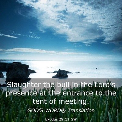 Picture 03 - Exodus 29:11 GW - Slaughter the bull in the Lord’s presence at - Bible Verse Picture