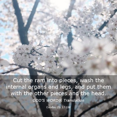 Picture 03 - Exodus 29:17 GW - Cut the ram into pieces, wash the internal organs - Bible Verse Picture