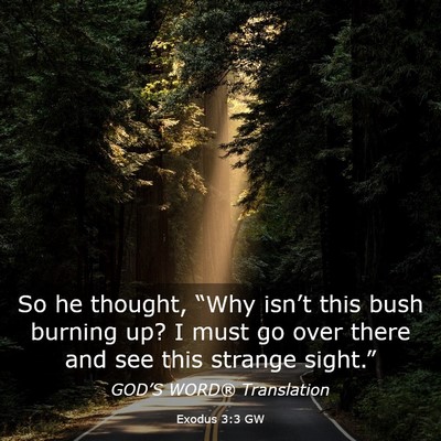 Picture 03 - Exodus 3:3 GW - So he thought, “Why isn’t this bush burning - Bible Verse Picture