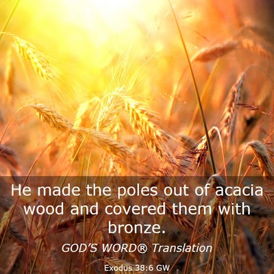Picture 03 - Exodus 38:6 GW - He made the poles out of acacia wood and covered - Bible Verse Picture