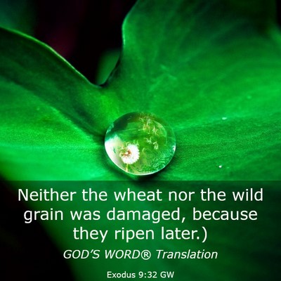 Picture 03 - Exodus 9:32 GW - Neither the wheat nor the wild grain was damaged, - Bible Verse Picture