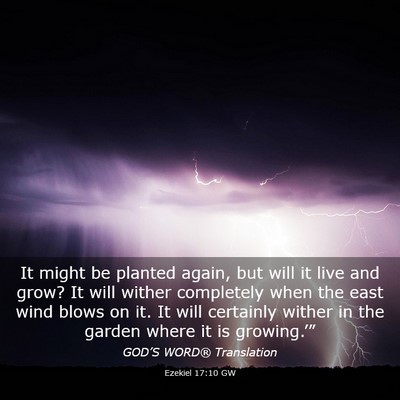 Picture 03 - Ezekiel 17:10 GW - It might be planted again, but will it live and - Bible Verse Picture