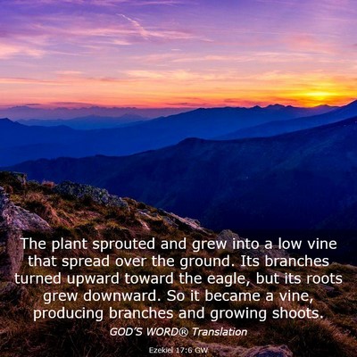 Picture 03 - Ezekiel 17:6 GW - The plant sprouted and grew into a low vine that - Bible Verse Picture