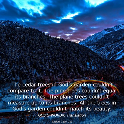 Picture 03 - Ezekiel 31:8 GW - The cedar trees in God’s garden couldn’t - Bible Verse Picture