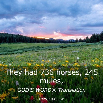 Picture 03 - Ezra 2:66 GW - They had 736 horses, 245 - Bible Verse Picture