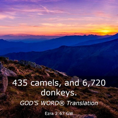 Picture 03 - Ezra 2:67 GW - 435 camels, and 6,720 - Bible Verse Picture