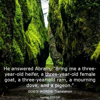 Picture 03 - Genesis 15:9 GW - He answered Abram, “Bring me a three-year-old - Bible Verse Picture