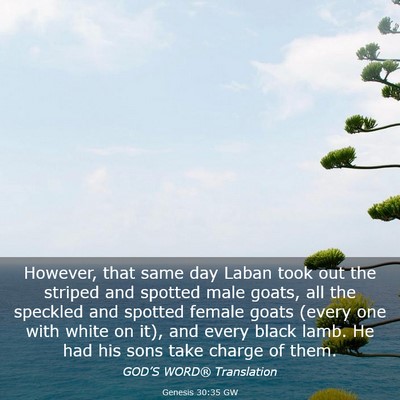 Picture 03 - Genesis 30:35 GW - However, that same day Laban took out the striped - Bible Verse Picture