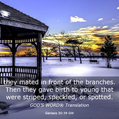 Picture 03 - Genesis 30:39 GW - they mated in front of the branches. Then they - Bible Verse Picture