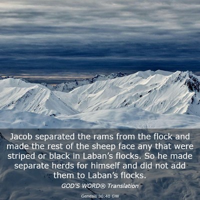 Picture 03 - Genesis 30:40 GW - Jacob separated the rams from the flock and made - Bible Verse Picture