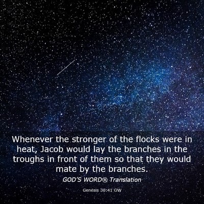 Picture 03 - Genesis 30:41 GW - Whenever the stronger of the flocks were in heat, - Bible Verse Picture