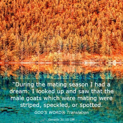 Picture 03 - Genesis 31:10 GW - “During the mating season I had a dream: I - Bible Verse Picture