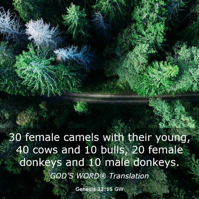Picture 03 - Genesis 32:15 GW - 30 female camels with their young, 40 cows and 10 - Bible Verse Picture