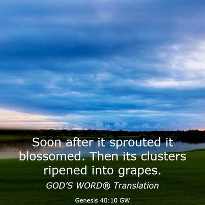 Picture 03 - Genesis 40:10 GW - Soon after it sprouted it blossomed. Then its - Bible Verse Picture