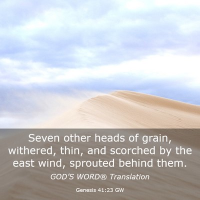 Picture 03 - Genesis 41:23 GW - Seven other heads of grain, withered, thin, and - Bible Verse Picture