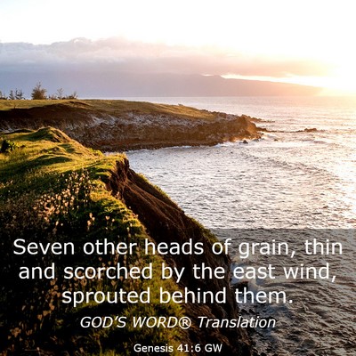 Picture 03 - Genesis 41:6 GW - Seven other heads of grain, thin and scorched by - Bible Verse Picture