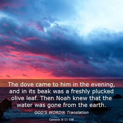 Picture 03 - Genesis 8:11 GW - The dove came to him in the evening, and in its - Bible Verse Picture