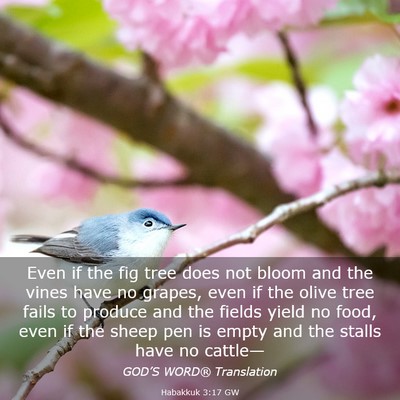 Picture 03 - Habakkuk 3:17 GW - Even if the fig tree does not bloom and the vines - Bible Verse Picture