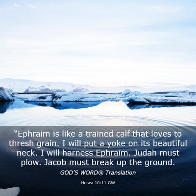 Picture 03 - Hosea 10:11 GW - “Ephraim is like a trained calf that loves to - Bible Verse Picture