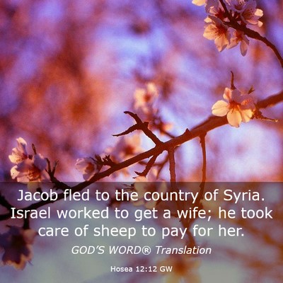 Picture 03 - Hosea 12:12 GW - Jacob fled to the country of Syria. Israel worked - Bible Verse Picture