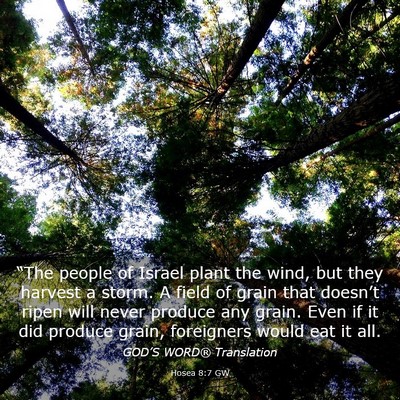 Picture 03 - Hosea 8:7 GW - “The people of Israel plant the wind, but they - Bible Verse Picture