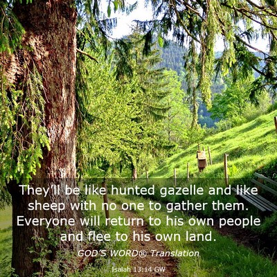 Picture 03 - Isaiah 13:14 GW - They’ll be like hunted gazelle and like sheep - Bible Verse Picture