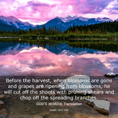 Picture 03 - Isaiah 18:5 GW - Before the harvest, when blossoms are gone and - Bible Verse Picture