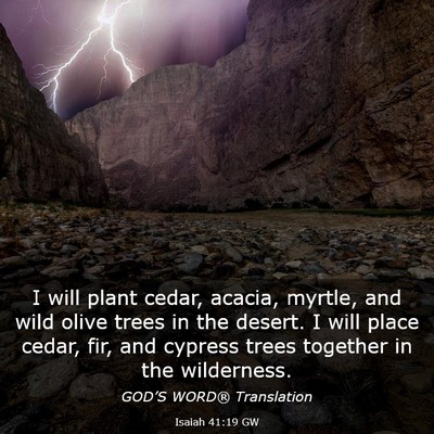 Picture 03 - Isaiah 41:19 GW - I will plant cedar, acacia, myrtle, and wild - Bible Verse Picture