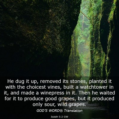 Picture 03 - Isaiah 5:2 GW - He dug it up, removed its stones, planted it with - Bible Verse Picture