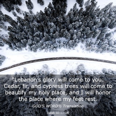 Picture 03 - Isaiah 60:13 GW - “Lebanon’s glory will come to you: Cedar, - Bible Verse Picture