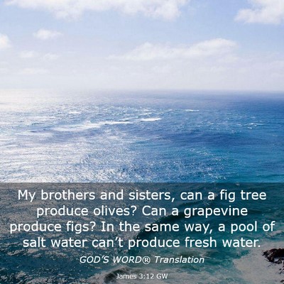 Picture 03 - James 3:12 GW - My brothers and sisters, can a fig tree produce - Bible Verse Picture