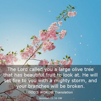 Picture 03 - Jeremiah 11:16 GW - The Lord called you a large olive tree that has - Bible Verse Picture