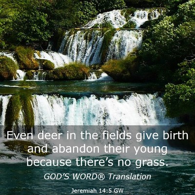 Picture 03 - Jeremiah 14:5 GW - Even deer in the fields give birth and abandon - Bible Verse Picture