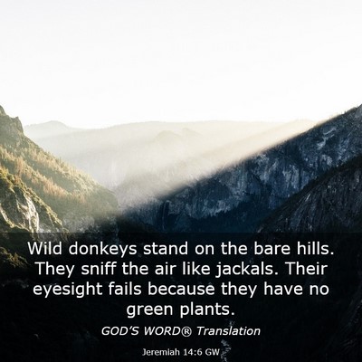 Picture 03 - Jeremiah 14:6 GW - Wild donkeys stand on the bare hills. They sniff - Bible Verse Picture