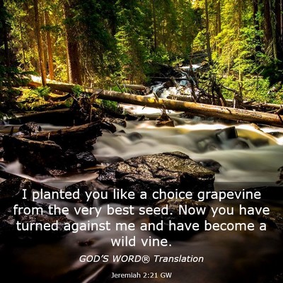 Picture 03 - Jeremiah 2:21 GW - I planted you like a choice grapevine from the - Bible Verse Picture