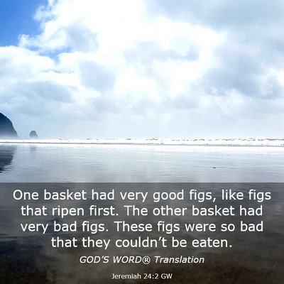 Picture 03 - Jeremiah 24:2 GW - One basket had very good figs, like figs that - Bible Verse Picture