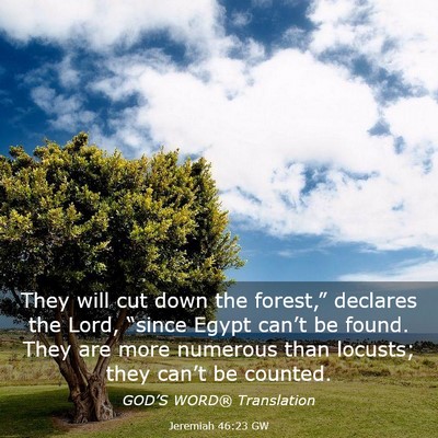Picture 03 - Jeremiah 46:23 GW - They will cut down the forest,” declares the - Bible Verse Picture