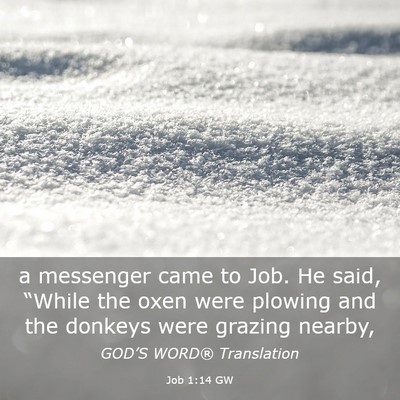 Picture 03 - Job 1:14 GW - a messenger came to Job. He said, “While the - Bible Verse Picture
