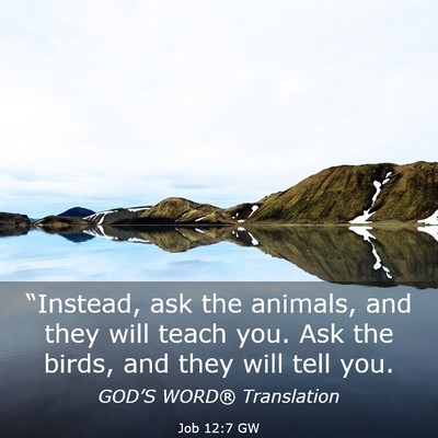 Picture 03 - Job 12:7 GW - “Instead, ask the animals, and they will teach - Bible Verse Picture