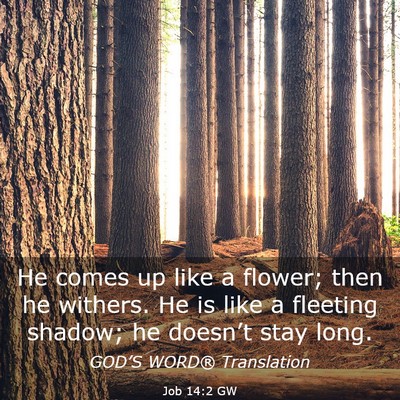 Picture 03 - Job 14:2 GW - He comes up like a flower; then he withers. He is - Bible Verse Picture