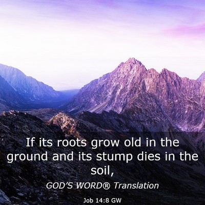 Picture 03 - Job 14:8 GW - If its roots grow old in the ground and its stump - Bible Verse Picture