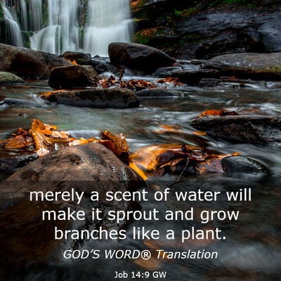 Picture 03 - Job 14:9 GW - merely a scent of water will make it sprout and - Bible Verse Picture