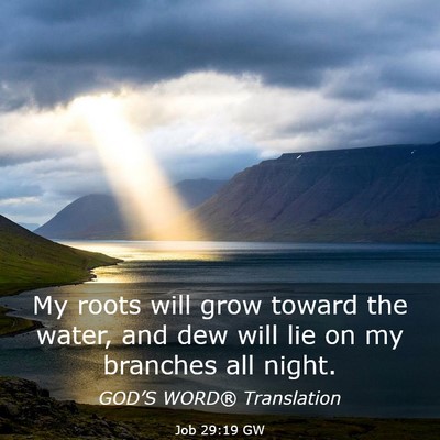 Picture 03 - Job 29:19 GW - My roots will grow toward the water, and dew will - Bible Verse Picture