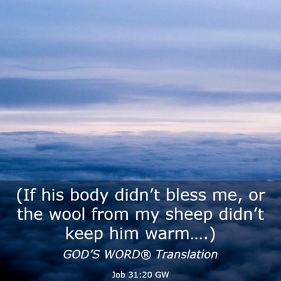 Picture 03 - Job 31:20 GW - (If his body didn’t bless me, or the wool from - Bible Verse Picture