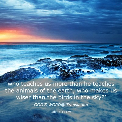 Picture 03 - Job 35:11 GW - who teaches us more than he teaches the animals - Bible Verse Picture