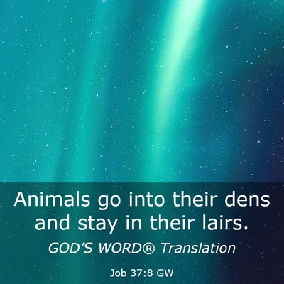 Picture 03 - Job 37:8 GW - Animals go into their dens and stay in their - Bible Verse Picture