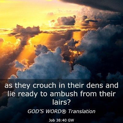 Picture 03 - Job 38:40 GW - as they crouch in their dens and lie ready to - Bible Verse Picture